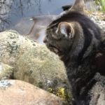 Mutti wirft sein Spielzeug ins Wasser....