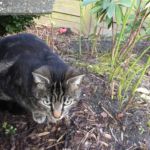 Joe kanns nicht fassen...